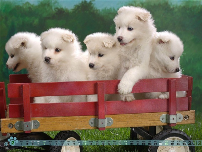 Puppies-February 2012 calendar desktop themes wallpaper Views:7468 Date:2012/2/2 23:11:16