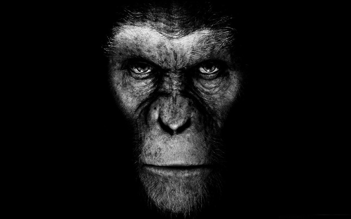 Rise of the Planet of the Apes-2011 Movie Selection Wallpaper Views:15103 Date:2012/2/27 0:21:30