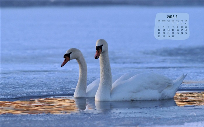 Swans-February 2012 calendar desktop themes wallpaper Views:7761 Date:2012/2/2 23:17:47