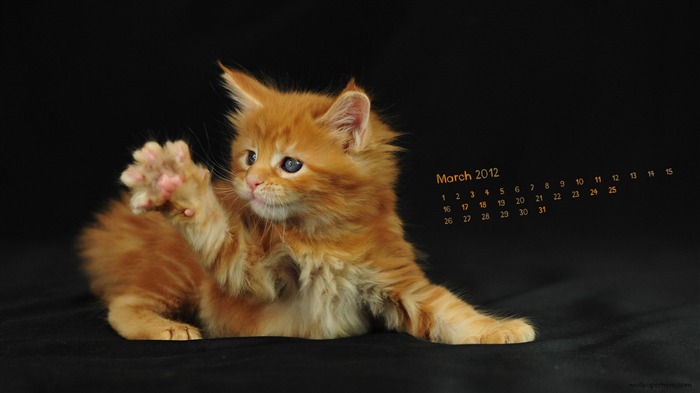 Yellow Cat-March 2012 calendar desktop themes wallpaper Views:8068 Date:2012/2/28 23:01:14