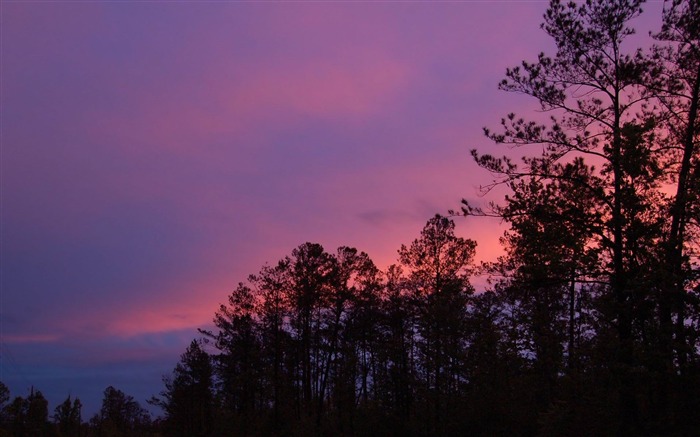 floresta do pôr-do-sol linda - paisagem natural papel de parede do desktop Visualizações:12064