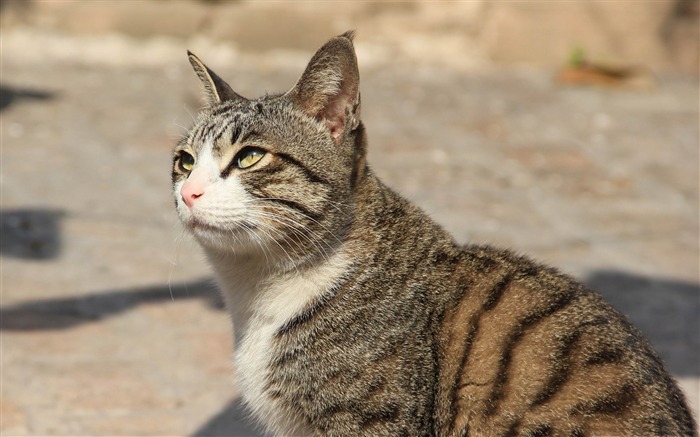 Imágenes de escritorio de gato mascota biloo-Cute Vistas:12014