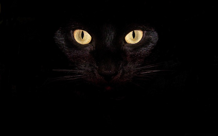 black cat eyes-Cute pet cat desktop pictures Views:64583 Date:2012/2/27 0:53:34