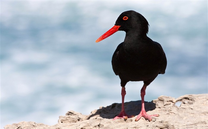 Black Oystercatcher-Beautiful bird photography wallpaper Visualizações:9881