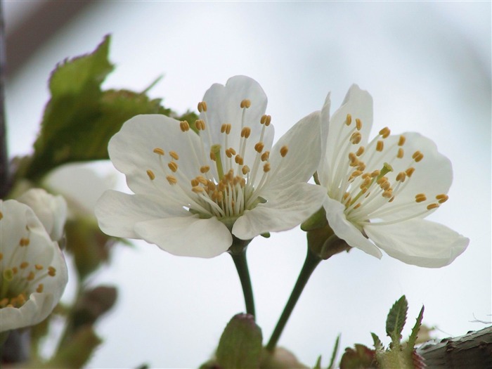 arbre printemps fleurir-Saint Valentin fleurs photographie papier peint Vues:9898