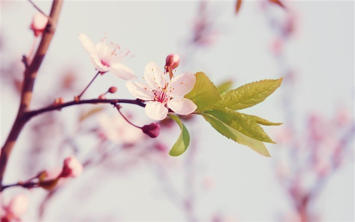 Spring arrival of when-spring theme Desktop wallpaper Views:35938