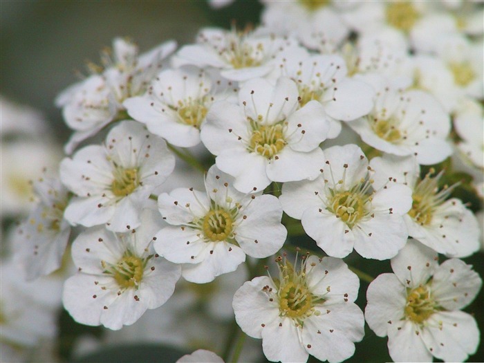 벚꽃 꽃 - 봄 테마 바탕 화면 벽지 찾아보기 :12474