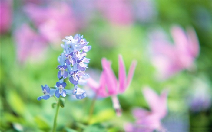 푸른 꽃 - 봄 꽃 벽지 찾아보기 :16506