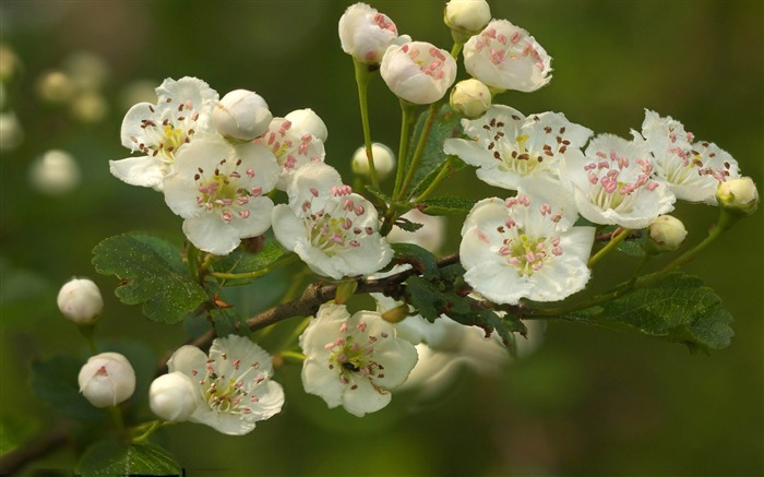 flores de ramificação-tema Primavera papel de parede Visualizações:12093