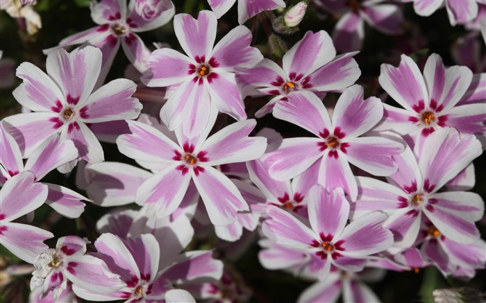 candy Stripe-Saint Valentin fleurs photographie papier peint Vues:9395