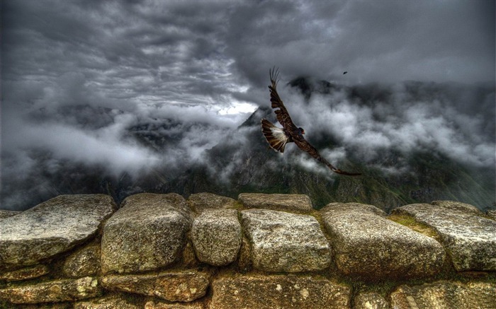 Caracara-Beautiful bird photography wallpaper Visualizações:9688