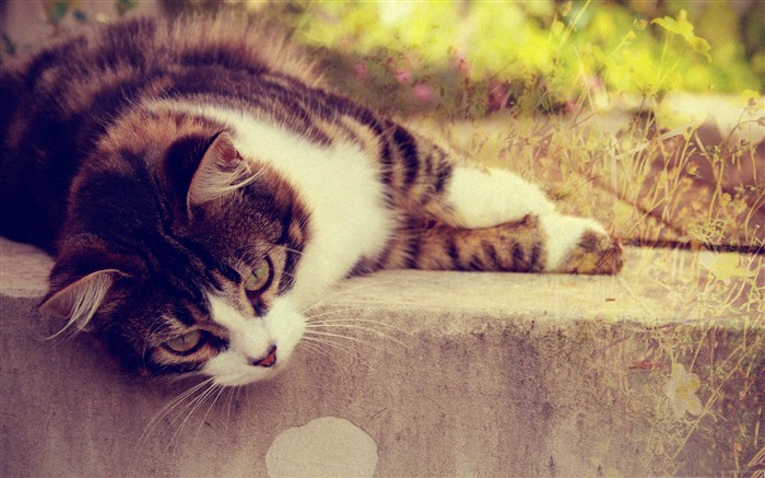 gato sueño-Lindo gato de mascotas fotos de escritorio Vistas:11799