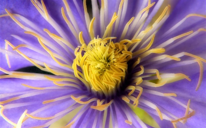 Clematis-beautiful flowers desktop Visualizações:8807