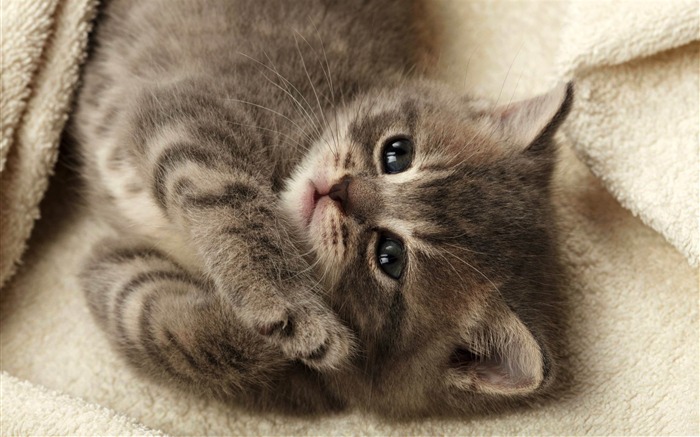 cutest kitten-Cute pet cat desktop pictures Views:119310 Date:2012/2/27 0:57:10