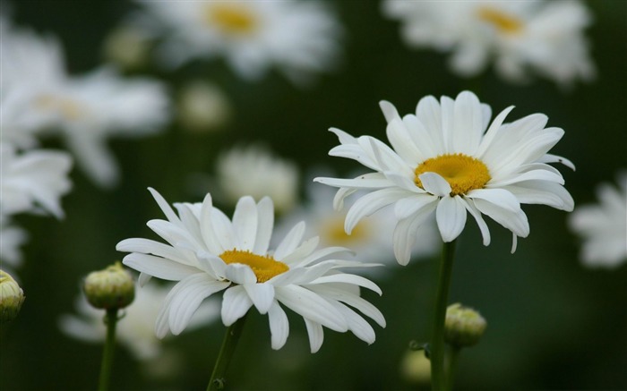 ヒナギクの花-春の花壁紙 ブラウズ:13261