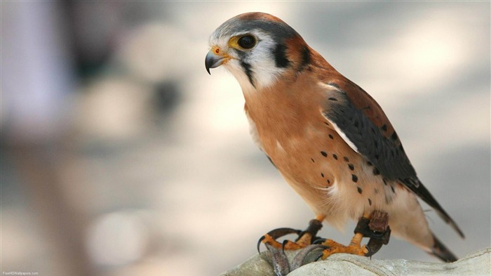 Elite falcon-Beautiful bird photography wallpaper Visualizações:11083