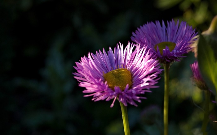 잉글랜드 꽃 - 봄 꽃 벽지 찾아보기 :10742