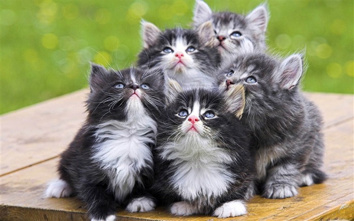 fluffy kittens-Cute pet cat desktop pictures Views:15594 Date:2012/2/27 0:58:31