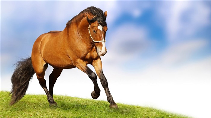 hermoso caballo noble-Amazing Horse theme wallpaper Views:19522 Date:2012/2/8 1:09:51