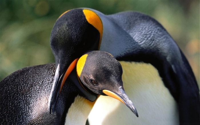 Papai Noel da fotografia do pássaro do amor dos pinguins do rei Visualizações:10369