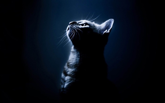 kitten in the dark-Cute pet cat desktop pictures Views:30770 Date:2012/2/27 0:59:21