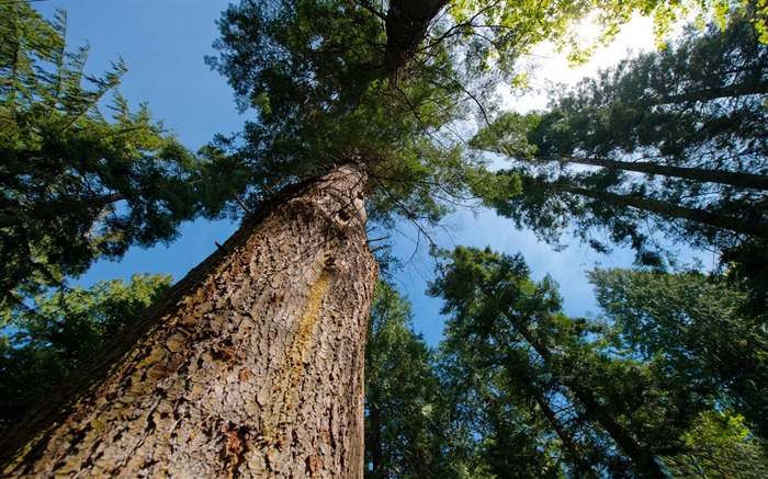 look up ubc botanical gardens-Canada travel landscape photography wallpaper Views:11617 Date:2012/2/19 13:05:38