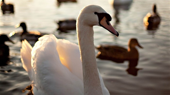 Cisne mudo nadando em um lago - belo papel de parede da fotografia de pássaros Visualizações:8266