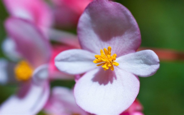 Oahu hawaii fleurs-Saint Valentin fleurs photographie papier peint Vues:8957