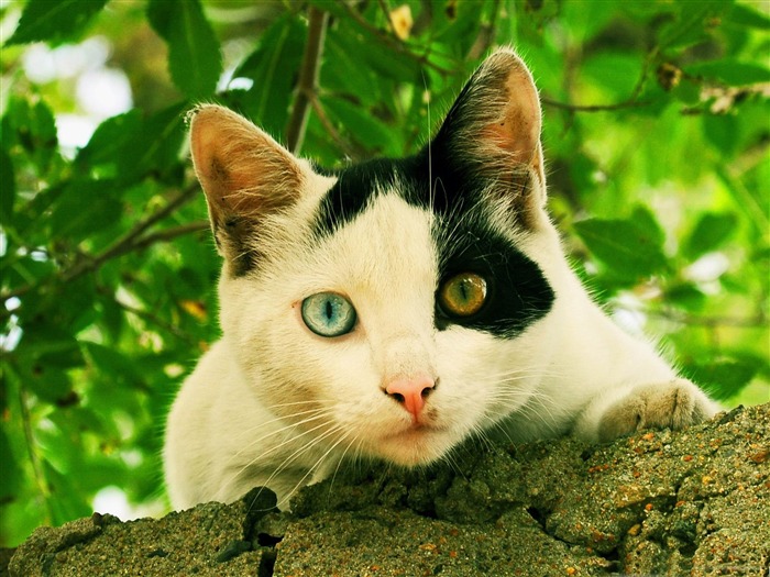 odd eyed cat-Cute pet cat desktop pictures Views:12581 Date:2012/2/27 1:01:49