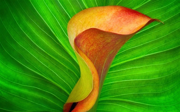 naranja calla lily-beautiful flowers desktop Visualizações:9214