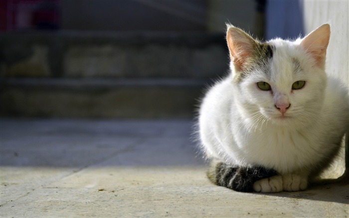 persa gato-Lindo gato de mascota fotos de escritorio Vistas:12863