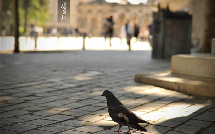 Pigeon-Beautiful bird photography wallpaper Visualizações:10036