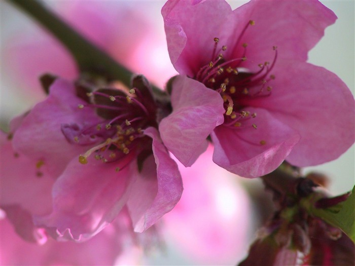 粉紅色的花朵春天主題桌面壁紙 查看次數:11826