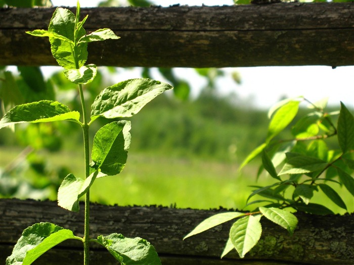 plantes-papier peint paysage naturel Vues:8741