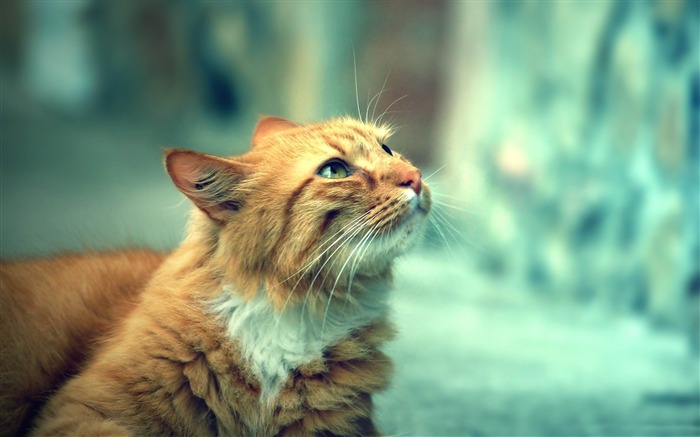 retro cat-Cute pet cat desktop pictures Views:13452 Date:2012/2/27 1:03:19