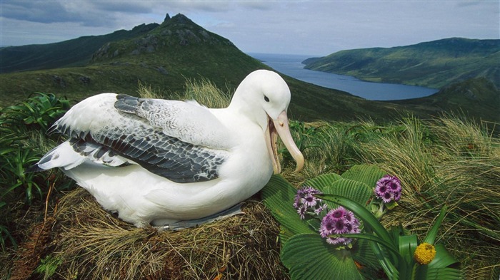 Royal albatross Campbell Island Nova Zelândia-Beautiful bird photography wallpaper Visualizações:14420