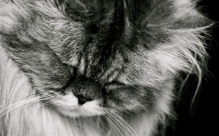 sad cat-Cute pet cat desktop pictures Views:21892 Date:2012/2/27 1:04:05