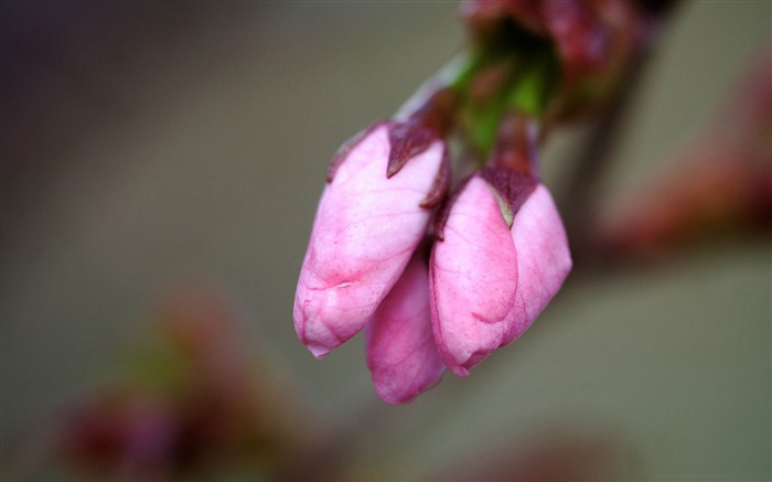 사쿠라 꽃 봉오리 - 봄 꽃 벽지 찾아보기 :10339