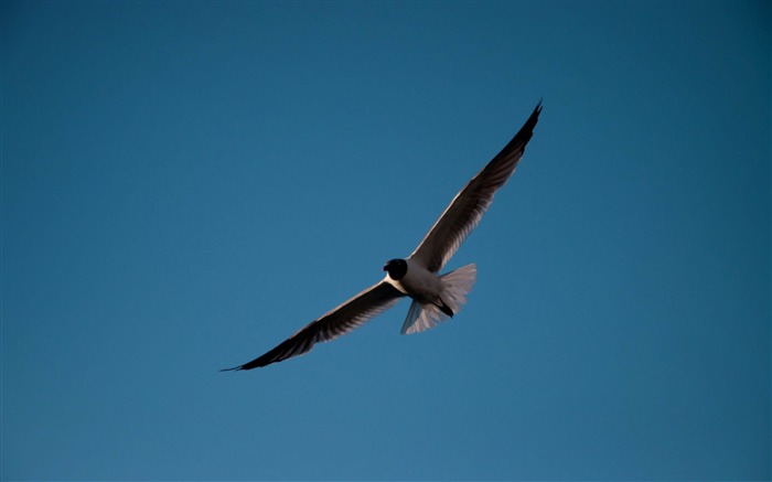 Gaivota - Papéis de parede lindos para fotografia de pássaros Visualizações:9777