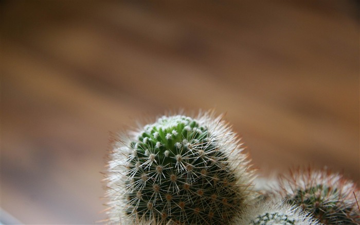 petite plante de cactus-Saint Valentin fleurs photographie papier peint Vues:8242