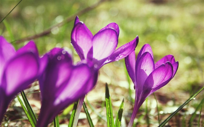 crocus de printemps-Saint Valentin fleurs photographie papier peint Vues:8254