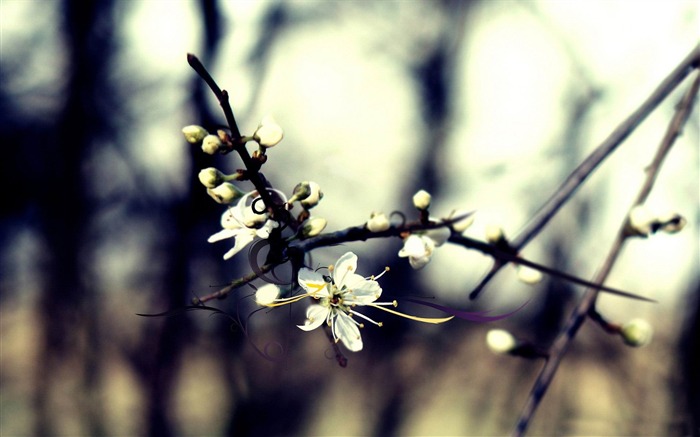 Primavera sonhando-Primavera tema Desktop wallpaper Visualizações:9740