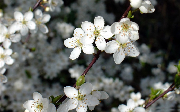 Primavera sonhando flor-primavera tema Desktop wallpaper Visualizações:10998