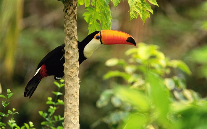 Toco toucan na floresta tropical - Papéis de parede bonitos da fotografia do pássaro Visualizações:13470