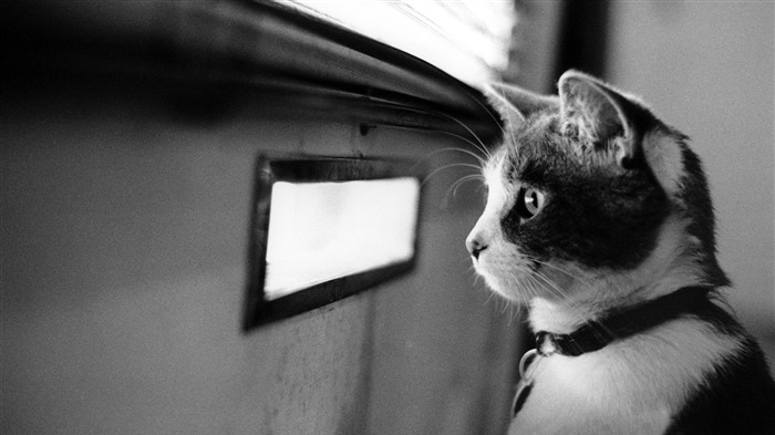 waiting cat-Cute pet cat desktop pictures Views:11480 Date:2012/2/27 1:06:22