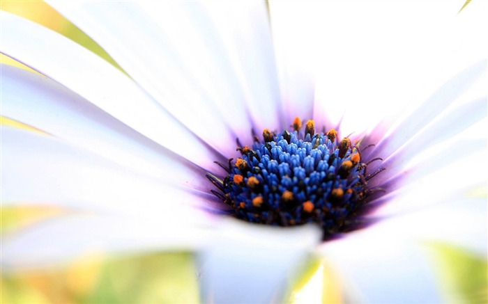 cape blanche marguerite-Saint Valentin fleurs photographie papier peint Vues:8499