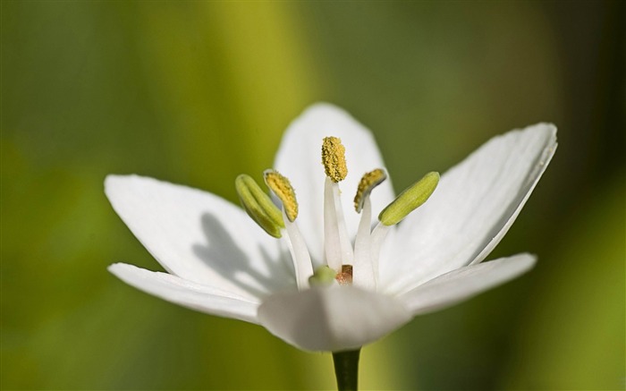 papel de parede de flores brancas e lindas Visualizações:9997