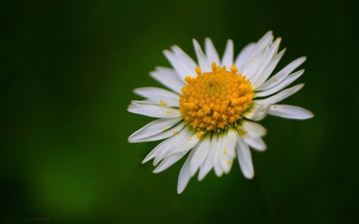 fleurs blanches-Saint Valentin fleurs photographie papier peint Vues:8164