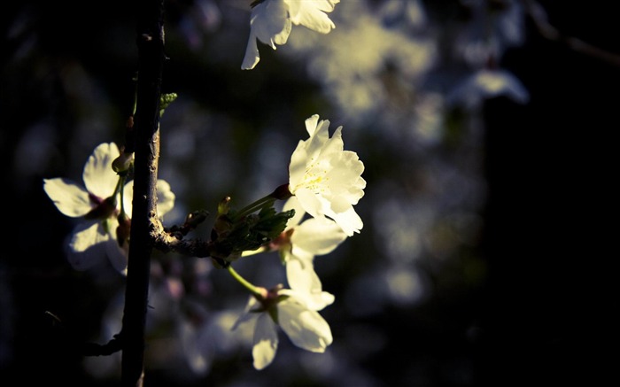 Flores brancas - tema Primavera Papéis de Parede Visualizações:9881