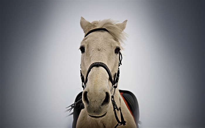 Retrato de caballo blanco-Increíble papel tapiz de tema de caballo Vistas:11956